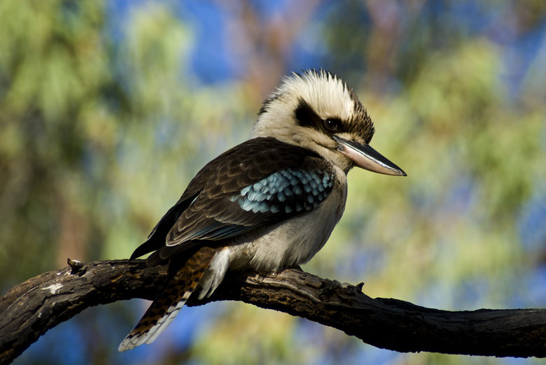 Kookaburra comp. At twilight, kookaburras make loud, long calls that sound like laughter to let all know the boundaries of their territory. The largest of the k