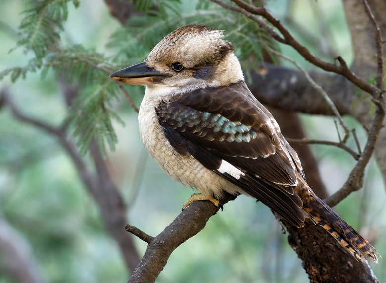 Kookaburra comp. At twilight, kookaburras make loud, long calls that sound like laughter to let all know the boundaries of their territory. The largest of the k