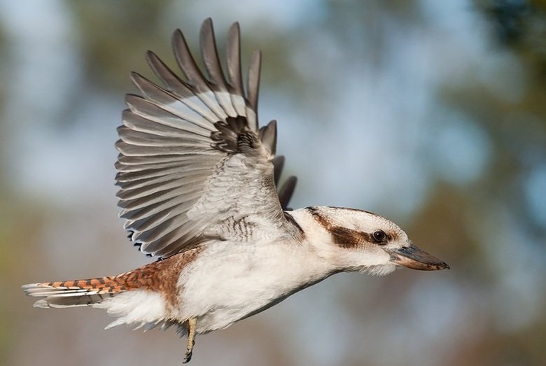 Kookaburra comp. At twilight, kookaburras make loud, long calls that sound like laughter to let all know the boundaries of their territory. The largest of the k
