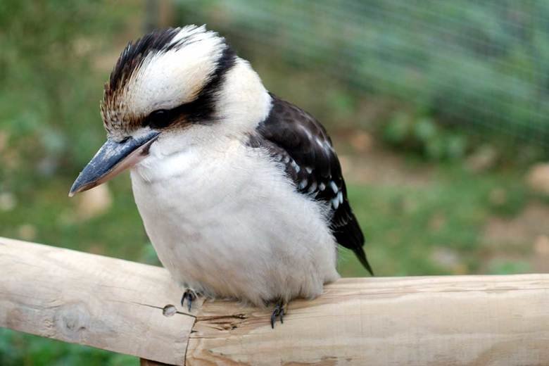 Kookaburra comp. At twilight, kookaburras make loud, long calls that sound like laughter to let all know the boundaries of their territory. The largest of the k
