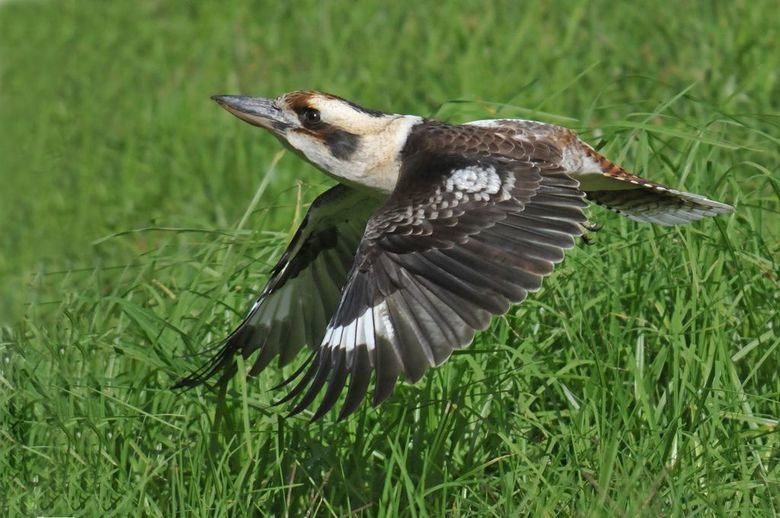 Kookaburra comp. At twilight, kookaburras make loud, long calls that sound like laughter to let all know the boundaries of their territory. The largest of the k