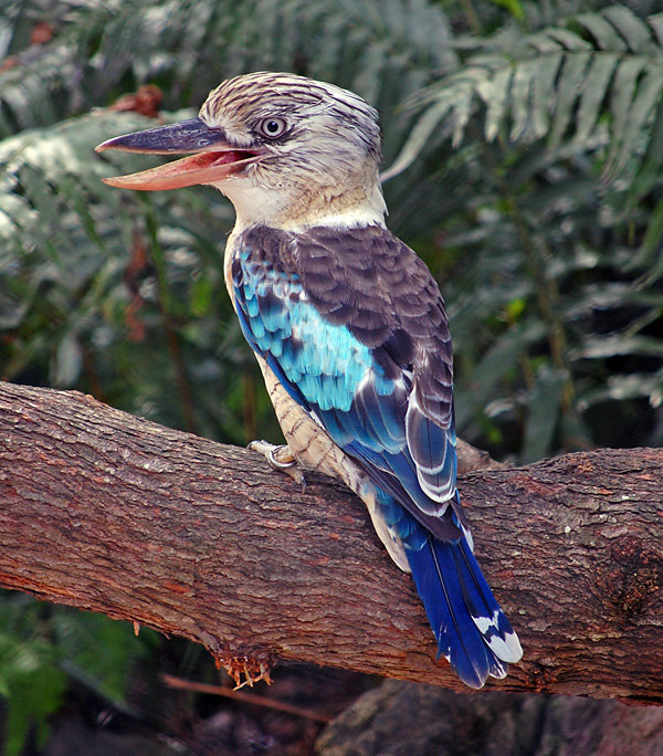 Kookaburra comp. At twilight, kookaburras make loud, long calls that sound like laughter to let all know the boundaries of their territory. The largest of the k