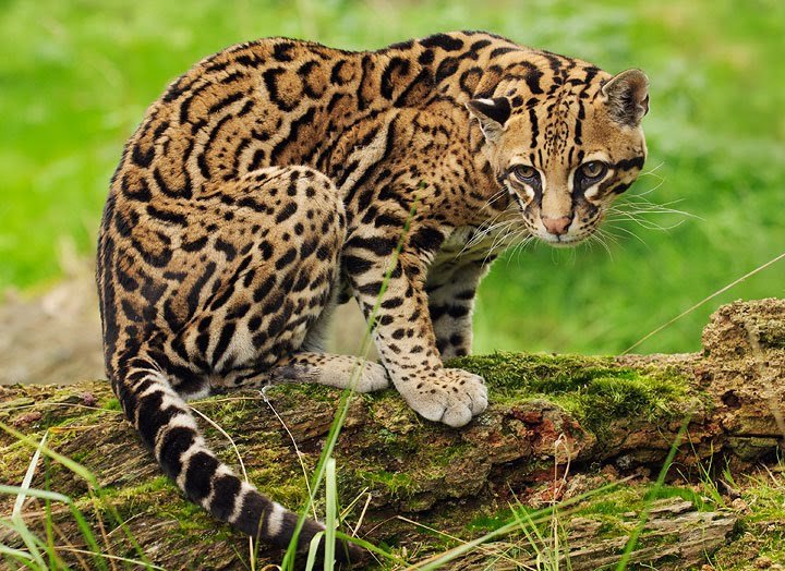 Ocelot comp. Twice the size of the average house cat, the ocelot is a sleek animal with a gorgeous dappled coat. These largely nocturnal cats use keen sight and