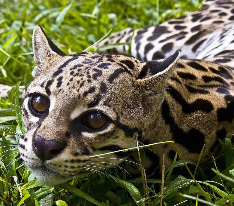 Ocelot comp. Twice the size of the average house cat, the ocelot is a sleek animal with a gorgeous dappled coat. These largely nocturnal cats use keen sight and