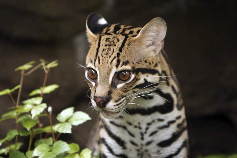Ocelot comp. Twice the size of the average house cat, the ocelot is a sleek animal with a gorgeous dappled coat. These largely nocturnal cats use keen sight and