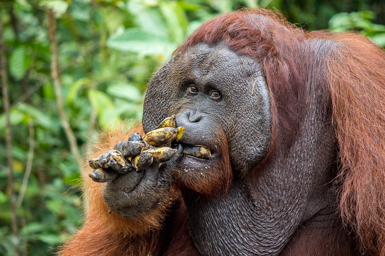 Orangutan comp. Orangutans have remarkable abilities for traveling through the forest canopy. They make their homes in these trees, find their food there, and b
