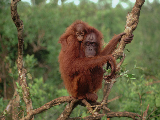 Orangutan comp. Orangutans have remarkable abilities for traveling through the forest canopy. They make their homes in these trees, find their food there, and b