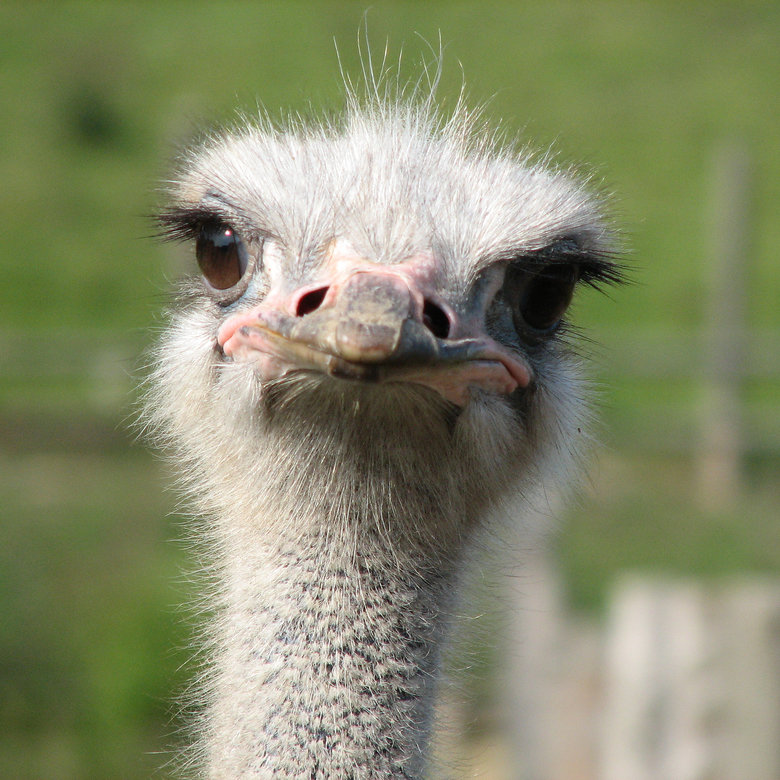 Ostrich comp. .. i like the bottom one you could hear it in British tone i am humping this cranky bit ch all the way