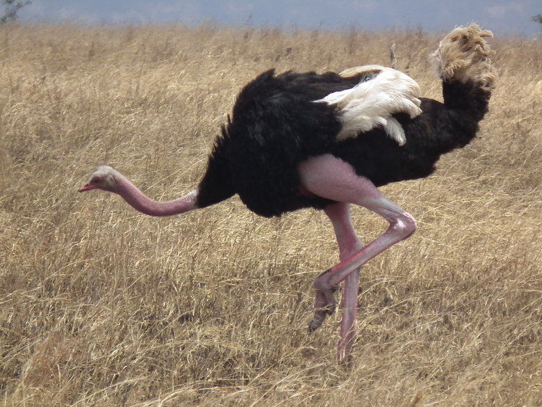 Ostrich comp. .. i like the bottom one you could hear it in British tone i am humping this cranky bit ch all the way