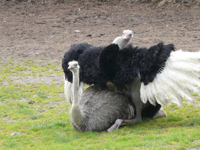 Ostrich comp. .. i like the bottom one you could hear it in British tone i am humping this cranky bit ch all the way
