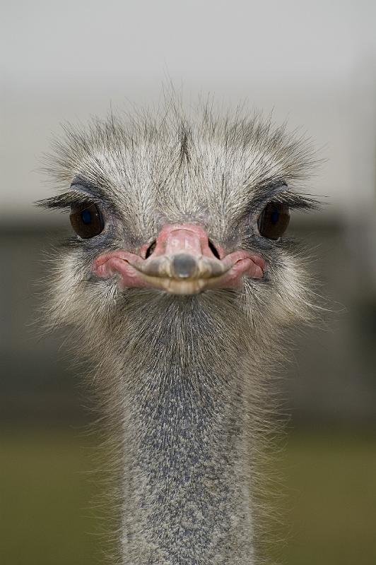 Ostrich comp. .. i like the bottom one you could hear it in British tone i am humping this cranky bit ch all the way