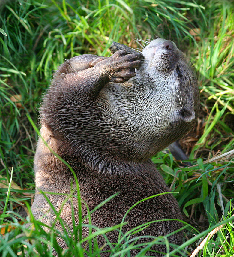 Otter comp. . 9, far IFA' I GER. Thats otterly adorable