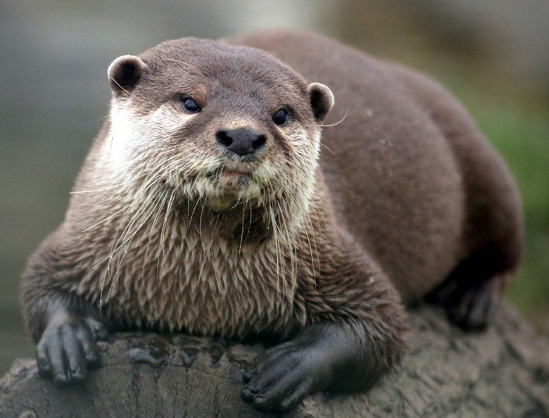 Otter comp. . 9, far IFA' I GER. Thats otterly adorable