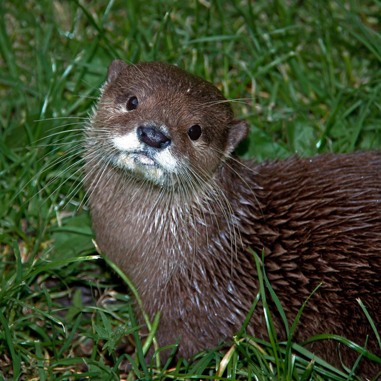 Otter comp. . 9, far IFA' I GER. Thats otterly adorable