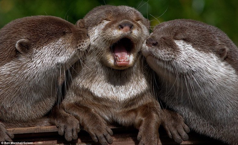 Otter comp. . 9, far IFA' I GER. Thats otterly adorable
