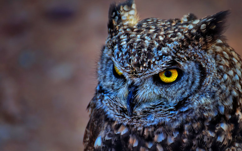 Owl comp. Owls are birds from the order Strigiformes, which includes about 200 species of mostly solitary and nocturnal birds of prey typified by an upright sta