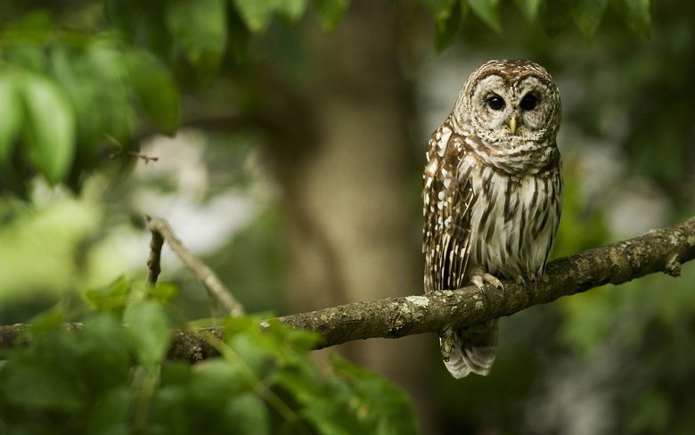 Owl comp. Owls are birds from the order Strigiformes, which includes about 200 species of mostly solitary and nocturnal birds of prey typified by an upright sta