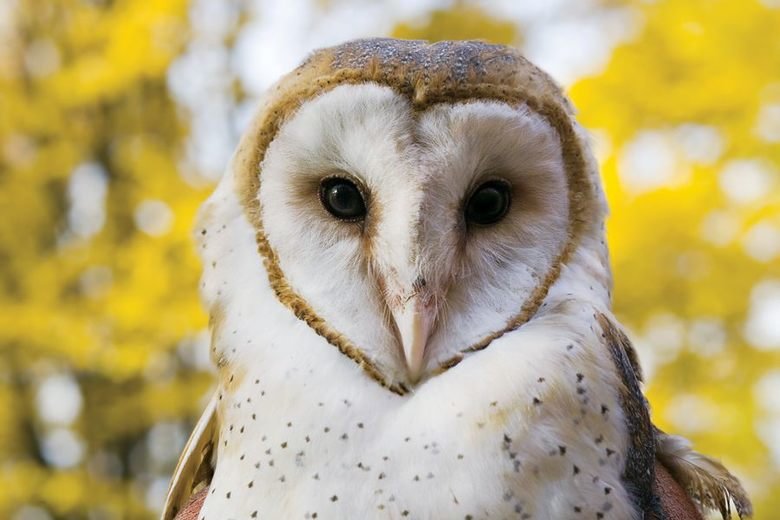 Owl comp. Owls are birds from the order Strigiformes, which includes about 200 species of mostly solitary and nocturnal birds of prey typified by an upright sta