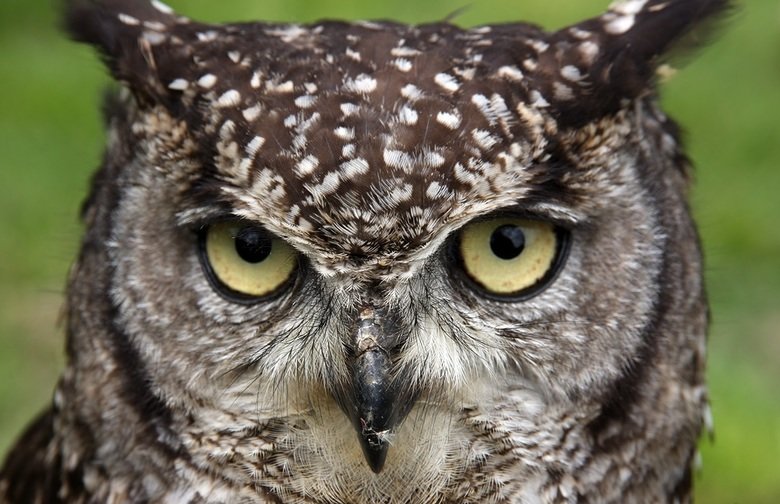 Owl comp. Owls are birds from the order Strigiformes, which includes about 200 species of mostly solitary and nocturnal birds of prey typified by an upright sta