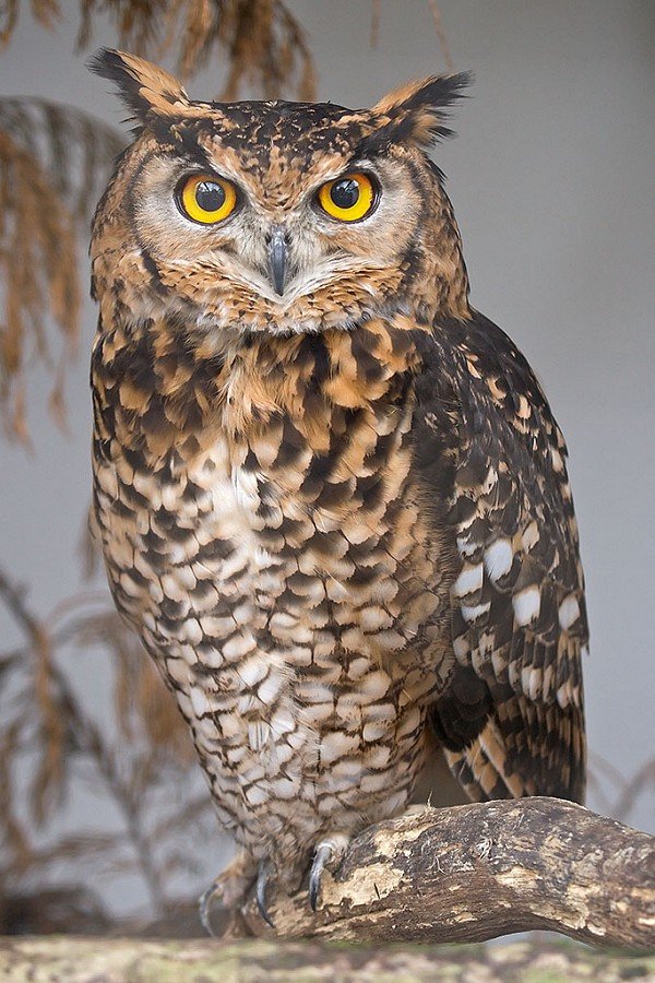 Owl comp. Owls are birds from the order Strigiformes, which includes about 200 species of mostly solitary and nocturnal birds of prey typified by an upright sta