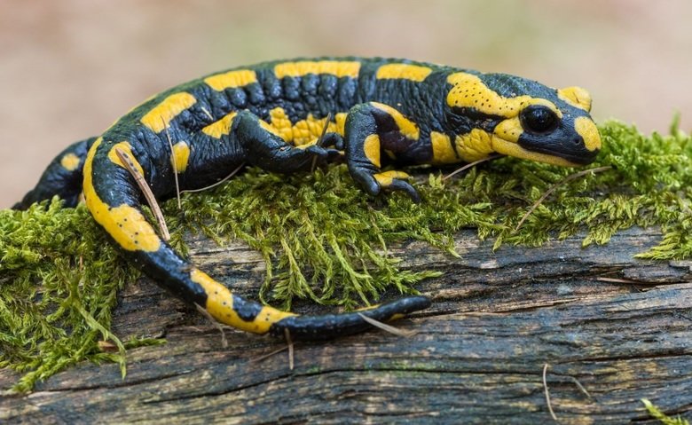 Salamander comp. The skin of salamanders secretes mucus, which helps keep the animal moist when on dry land, and maintains their salt balance while in water, as