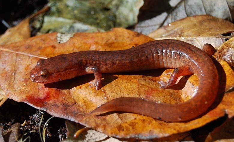 Salamander comp. The skin of salamanders secretes mucus, which helps keep the animal moist when on dry land, and maintains their salt balance while in water, as