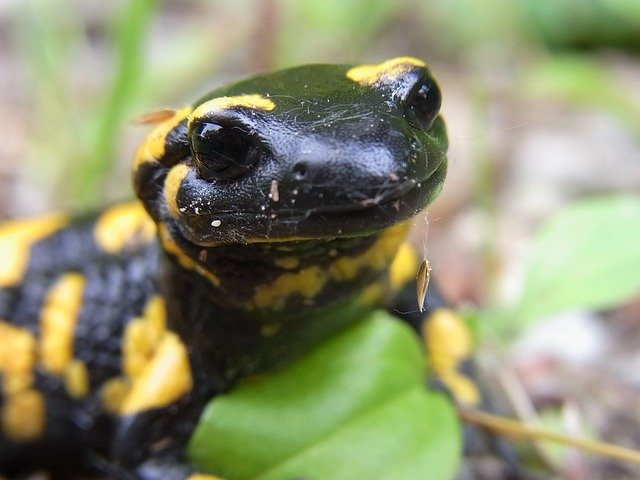Salamander comp. The skin of salamanders secretes mucus, which helps keep the animal moist when on dry land, and maintains their salt balance while in water, as
