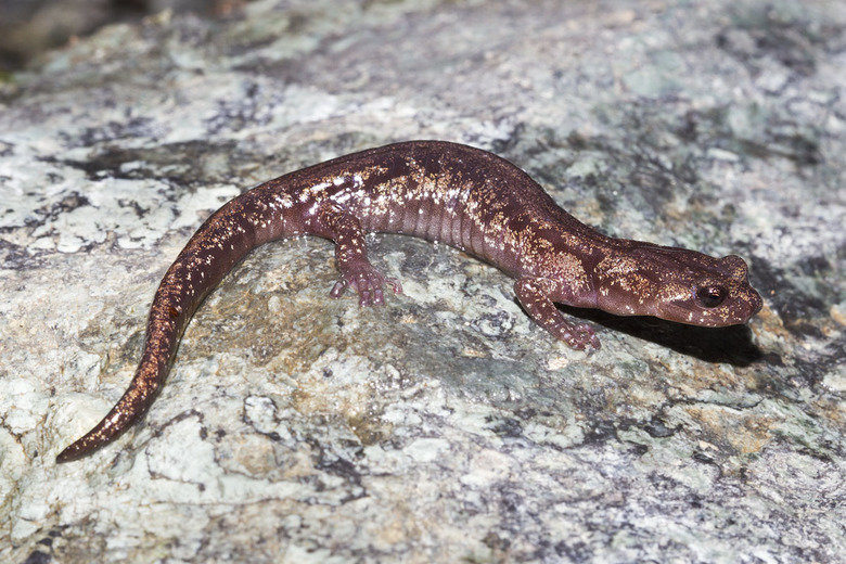 Salamander comp. The skin of salamanders secretes mucus, which helps keep the animal moist when on dry land, and maintains their salt balance while in water, as