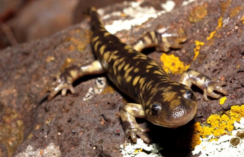 Salamander comp. The skin of salamanders secretes mucus, which helps keep the animal moist when on dry land, and maintains their salt balance while in water, as