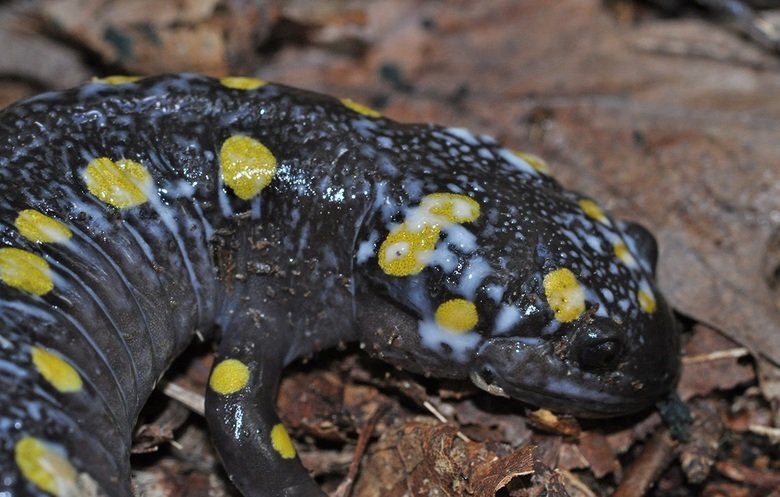 Salamander comp. The skin of salamanders secretes mucus, which helps keep the animal moist when on dry land, and maintains their salt balance while in water, as