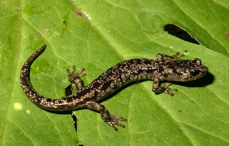 Salamander comp. The skin of salamanders secretes mucus, which helps keep the animal moist when on dry land, and maintains their salt balance while in water, as