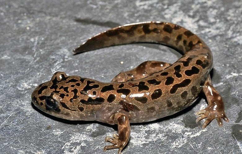 Salamander comp. The skin of salamanders secretes mucus, which helps keep the animal moist when on dry land, and maintains their salt balance while in water, as