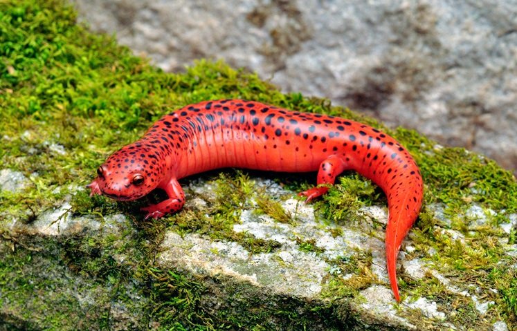 Salamander comp. The skin of salamanders secretes mucus, which helps keep the animal moist when on dry land, and maintains their salt balance while in water, as