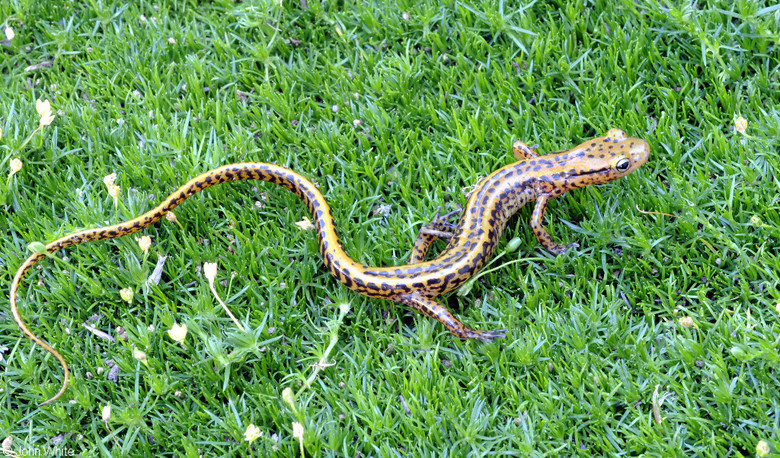 Salamander comp. The skin of salamanders secretes mucus, which helps keep the animal moist when on dry land, and maintains their salt balance while in water, as