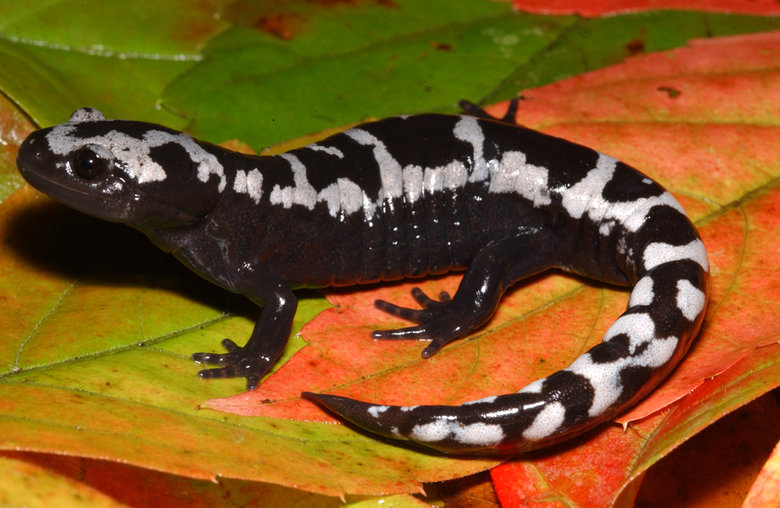 Salamander comp. The skin of salamanders secretes mucus, which helps keep the animal moist when on dry land, and maintains their salt balance while in water, as