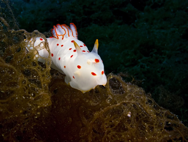 Sea slug comp. The sea slug is a hermaphrodite, meaning that the sea slug has both male and female reproductive organs. Sea slugs release eggs into the water in