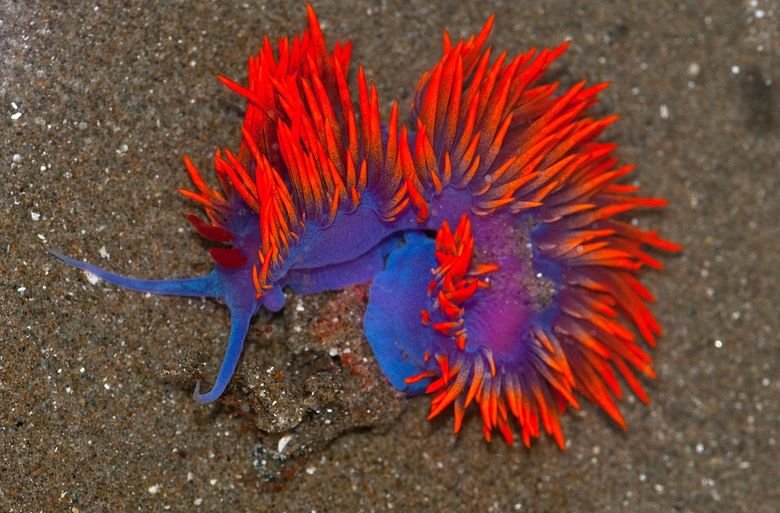 Sea slug comp. The sea slug is a hermaphrodite, meaning that the sea slug has both male and female reproductive organs. Sea slugs release eggs into the water in