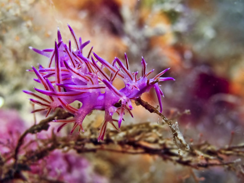 Sea slug comp. The sea slug is a hermaphrodite, meaning that the sea slug has both male and female reproductive organs. Sea slugs release eggs into the water in