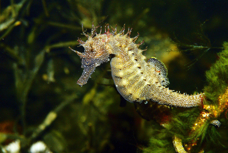 Seahorse comp. Because of their body shape, seahorses are rather inept swimmers and can easily die of exhaustion when caught in storm-roiled seas. They propel t