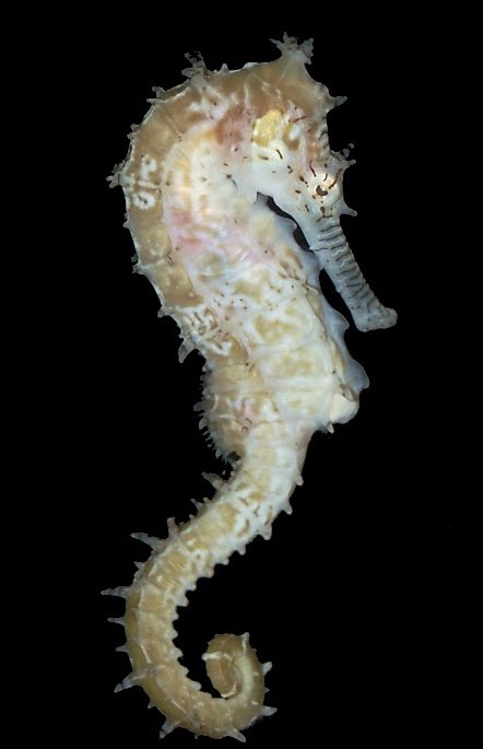 Seahorse comp. Because of their body shape, seahorses are rather inept swimmers and can easily die of exhaustion when caught in storm-roiled seas. They propel t