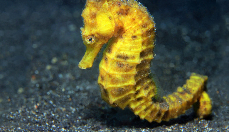 Seahorse comp. Because of their body shape, seahorses are rather inept swimmers and can easily die of exhaustion when caught in storm-roiled seas. They propel t