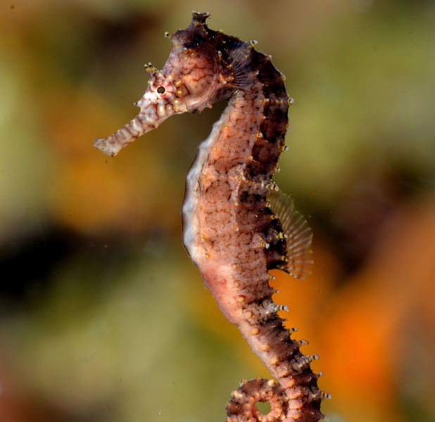 Seahorse comp. Because of their body shape, seahorses are rather inept swimmers and can easily die of exhaustion when caught in storm-roiled seas. They propel t