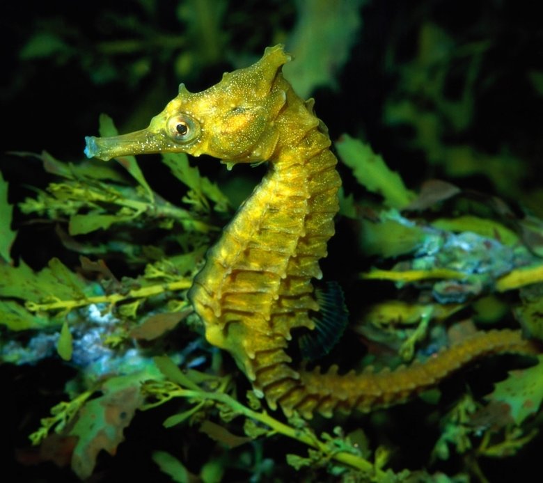 Seahorse comp. Because of their body shape, seahorses are rather inept swimmers and can easily die of exhaustion when caught in storm-roiled seas. They propel t