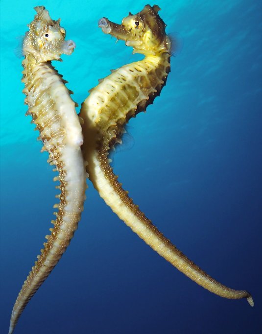 Seahorse comp. Because of their body shape, seahorses are rather inept swimmers and can easily die of exhaustion when caught in storm-roiled seas. They propel t