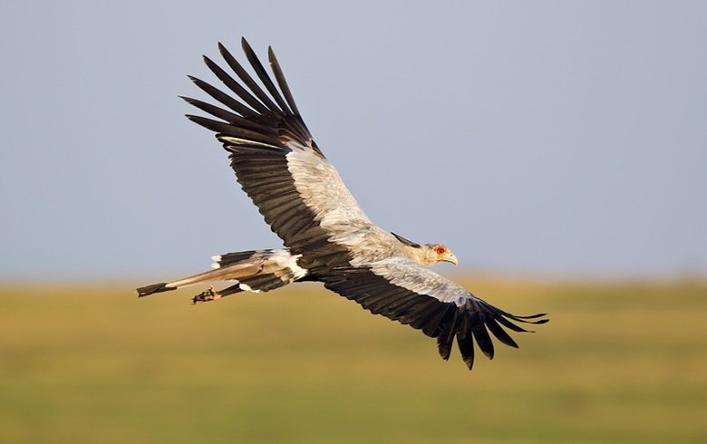 Secretary bird comp. The Secretary Bird (Sagittarius serpentarius) is a large raptor related to hawks and eagles. This large, terrestrial bird of prey is endemi