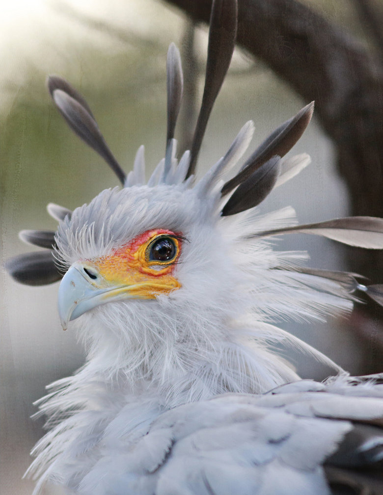 Secretary bird comp. The Secretary Bird (Sagittarius serpentarius) is a large raptor related to hawks and eagles. This large, terrestrial bird of prey is endemi