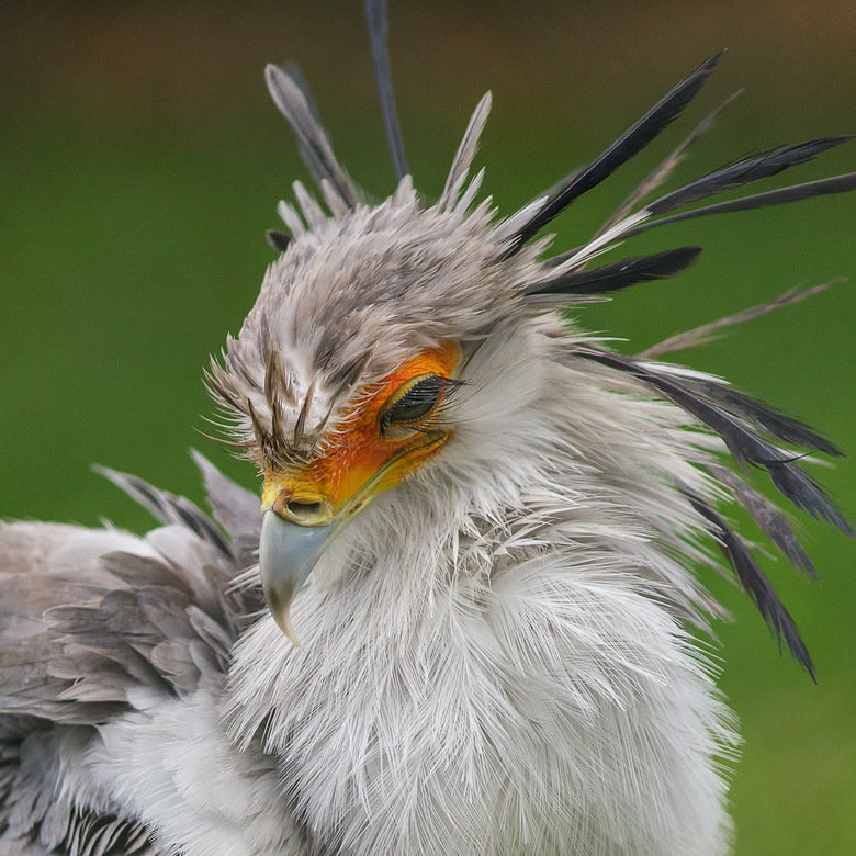 Secretary bird comp. The Secretary Bird (Sagittarius serpentarius) is a large raptor related to hawks and eagles. This large, terrestrial bird of prey is endemi