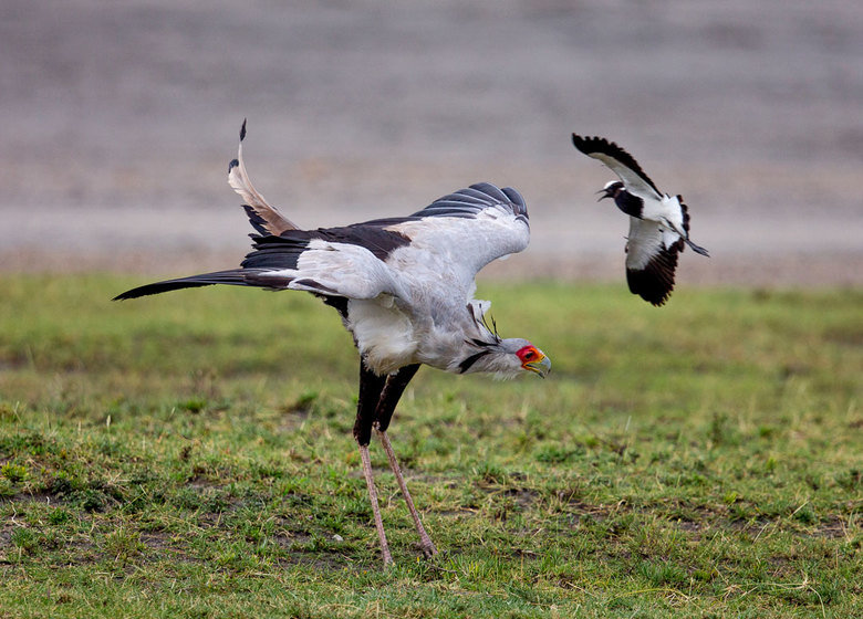 Secretary bird comp. The Secretary Bird (Sagittarius serpentarius) is a large raptor related to hawks and eagles. This large, terrestrial bird of prey is endemi