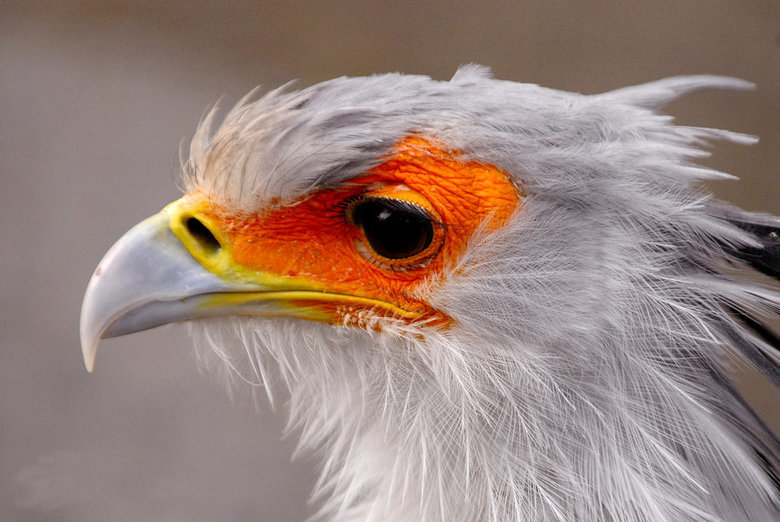 Secretary bird comp. The Secretary Bird (Sagittarius serpentarius) is a large raptor related to hawks and eagles. This large, terrestrial bird of prey is endemi