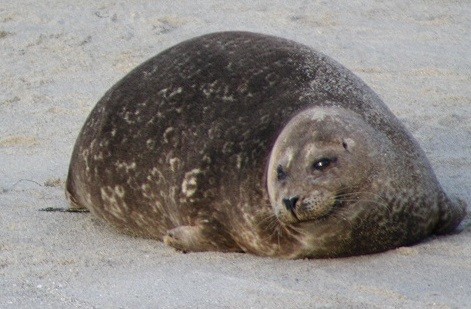 Sele+looks+like+doge+found+its+match_26ae57_5970300.jpg